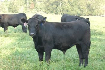 steers for sale