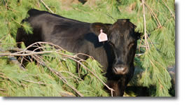 Black Angus feeder cattle